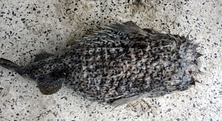 জেলের জালে ধরা পড়লো বিরল প্রজাতির একটি ‘পাফারফিশ’ মাছ