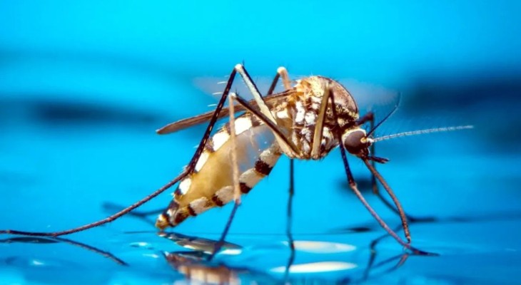 মশা কাদের বেশি কামড়ায়, জানা গেল গবেষণায়