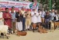 কুমিল্লায় খালেদা জিয়ার 'জানের সদকা' হিসেবে এতিমখানায় ১১ ছাগল বিতরণ