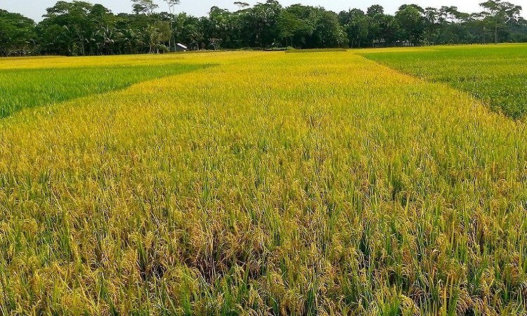 ধীরে ধীরে সোনালী হয়ে উঠছে ধানের শীষ