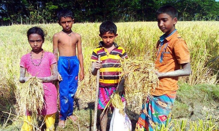 আমার দেশের বুকে রাশি রাশি ধান আর ফসল