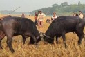বরগুনার আমতলীতে ঐতিহ্যবাহী মহিষের লড়াই