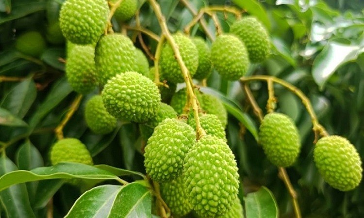 এবার লিচুর বাম্পার ফলনের সম্ভাবনা