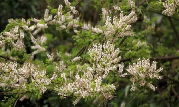 গ্রীষ্মের পাহাড়ে বাহারি ফুল